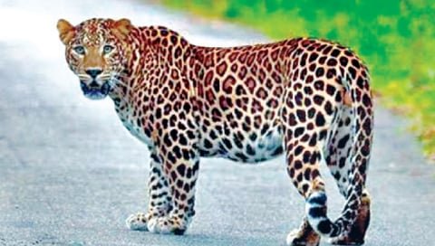 पिंज-यात अडकेना वीरगावचा बिबट्या,-रात्रीचे बछड्याभोवती 50 फेरे-