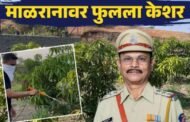 पडीक जमिनीवर पितापुत्राने इस्राइल पद्धतीने फुलवली केशर आंब्याची बाग