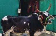स्वामी समर्थ मठात स्वामिनी गोमातेचा पंचक्रिया विधी संपन्न