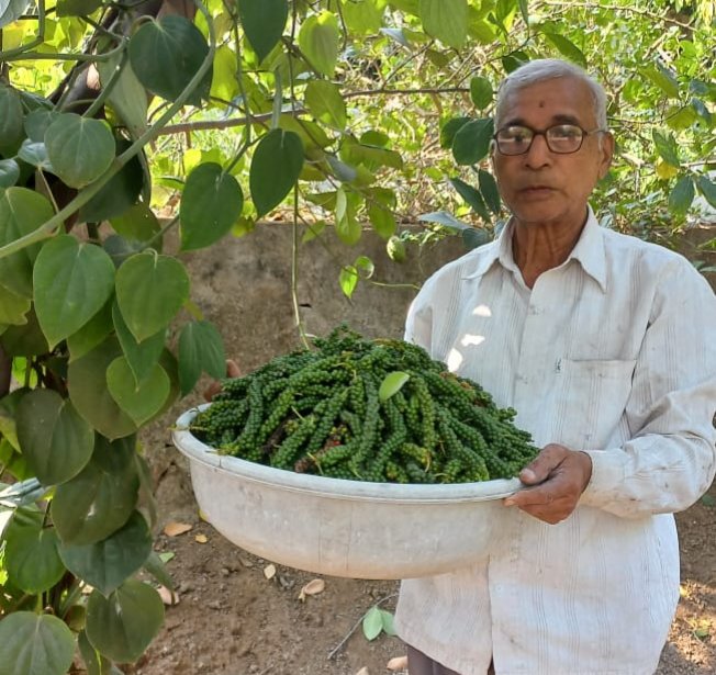 मसाल्याची राणी काळी मिरीचे आता अकोल्यातही राज …म्हाळादेवी येथील सेवानिवृत्त प्राध्यापकाची यशस्वी यशोगाथा.